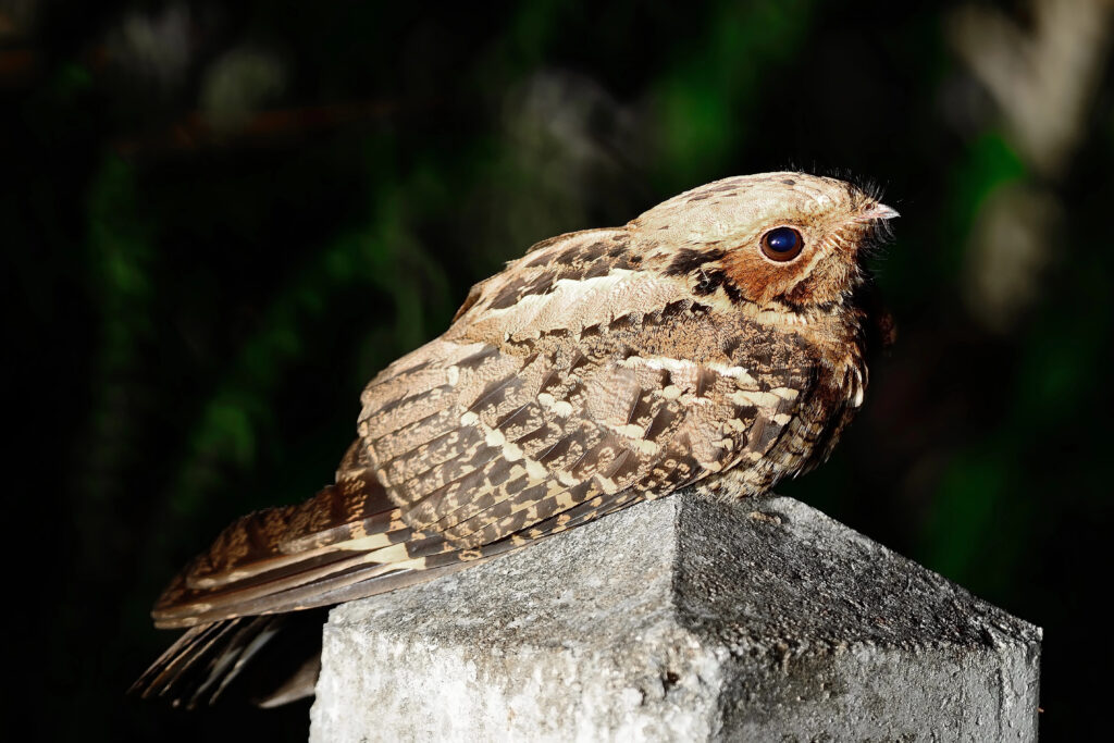 Nightjar on a concrete pillar